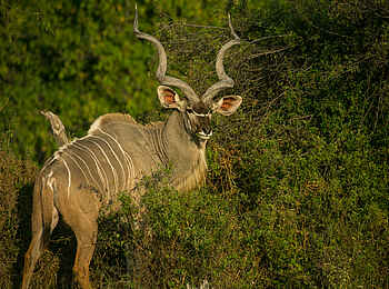 Bushman Plains Camp: Kudubulle Bushman Plains Camp: Kudubulle