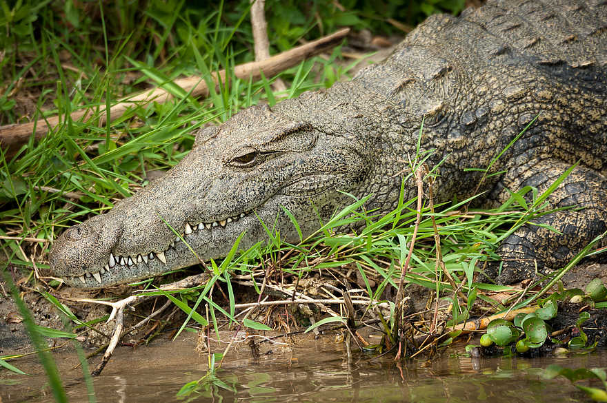Kuthengo Camp: Krokodil Kuthengo Camp: Krokodil