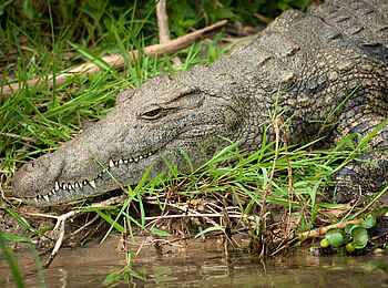 Kuthengo Camp: Krokodil Kuthengo Camp: Krokodil