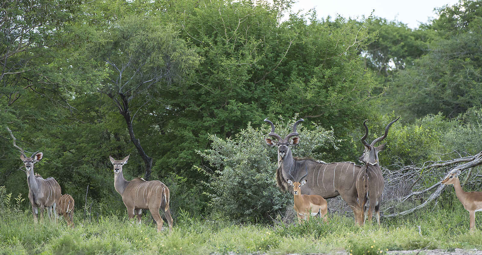 Leopard Plains: Kleine Kuduherde Leopard Plains: Kleine Kuduherde
