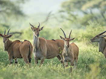 Singita Pamushana Lodge: Gruppe von Elands