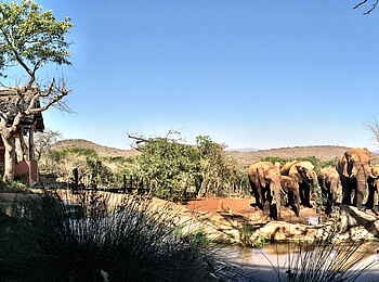 Thanda Safari Lodge: Elefantenherde an der Wasserstelle Thanda Safari Lodge: Elefantenherde an der Wasserstelle