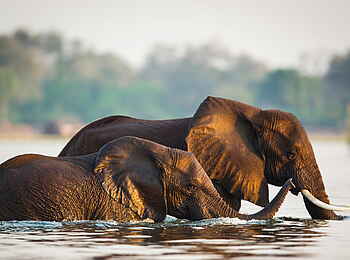 Time + Tide Chongwe: Elefanten beim Bad