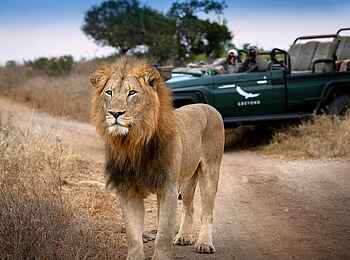 andBeyond Phinda Vlei Lodge: Löwe vor Pirschfahrzeug