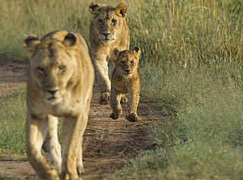 Basecamp Mara Houses: Eine Löwenfamilie Basecamp Mara Houses: Eine Löwenfamilie