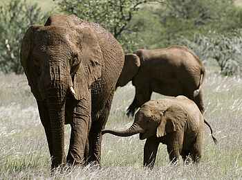 Damaraland Camp: Elefantenfamilie