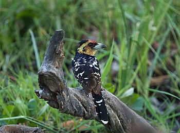 Duke´s East: Haubenbartvogel Duke´s East: Haubenbartvogel