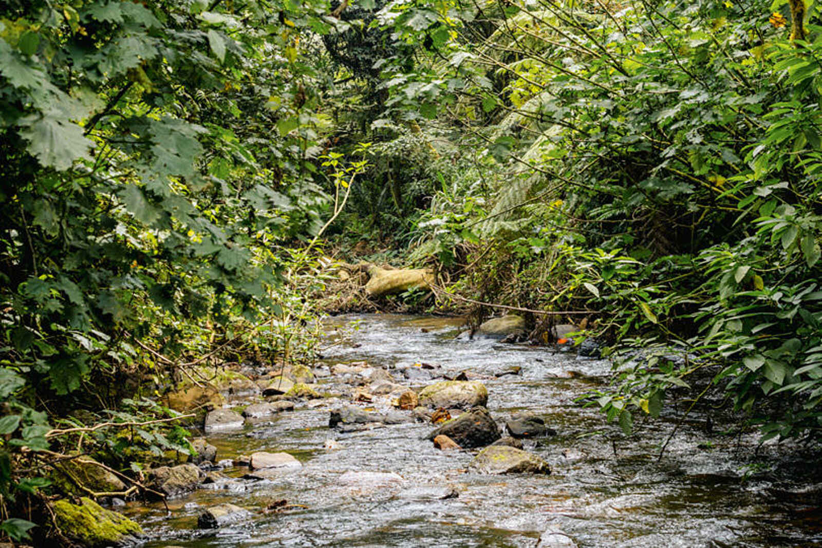 Erebero Hills: Ein Fluss im Regenwald Erebero Hills: Ein Fluss im Regenwald