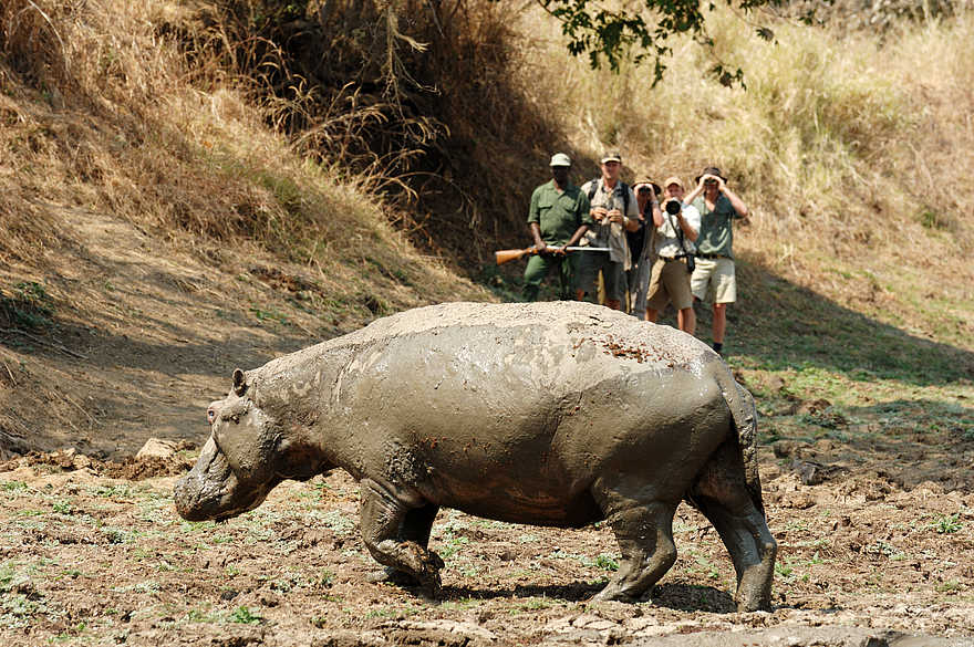 Kaingo Walking Safari: Verschlammtes Nilpferd Kaingo Walking Safari: Verschlammtes Nilpferd