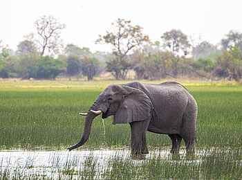 Karangoma Camp: Elefant im Wasser Karangoma Camp: Elefant im Wasser