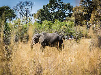 Little Machaba Camp: Walking Safari