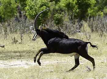 Little Makalolo Camp: Rappenantilope Little Makalolo Camp: Rappenantilope