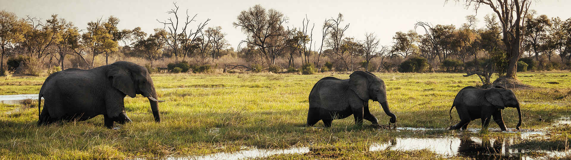 Little Sable Camp: Elefanten Elefantenbeobachtung während einer Pirschfahrt