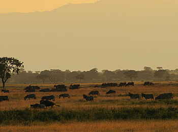 Manyara Ranch: Tiere und Landschaft im Morgenlicht Manyara Ranch: Tiere und Landschaft im Morgenlicht