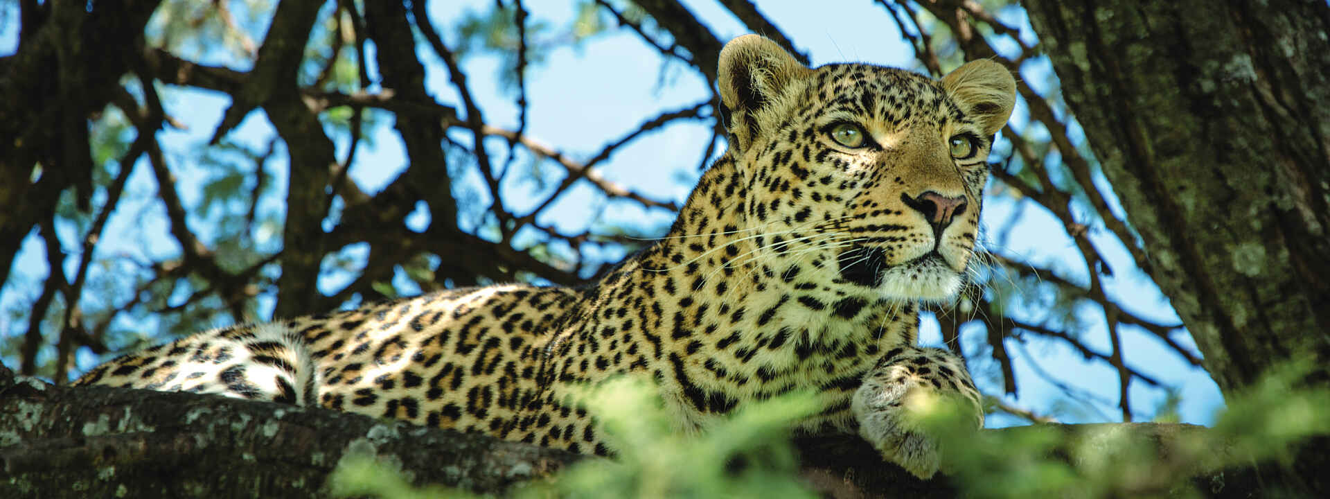 Ein Leopard lauert auf einem Baum