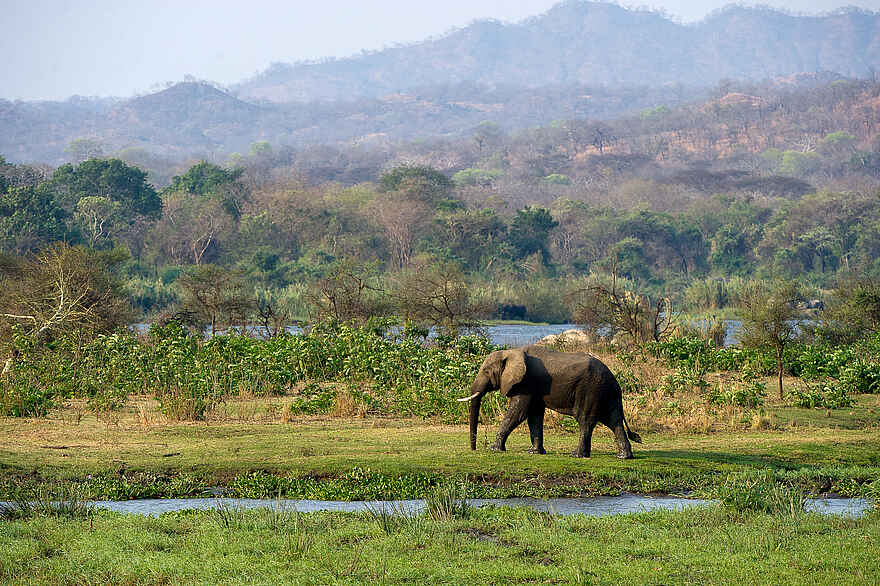 Mkulumadzi Lodge: Elefant vor Flusslandschaft Mkulumadzi Lodge: Elefant vor Flusslandschaft