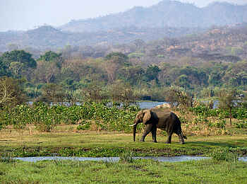 Mkulumadzi Lodge: Elefant vor Flusslandschaft