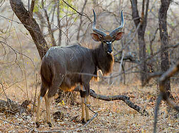 Mkulumadzi Lodge: Nyala-Bock