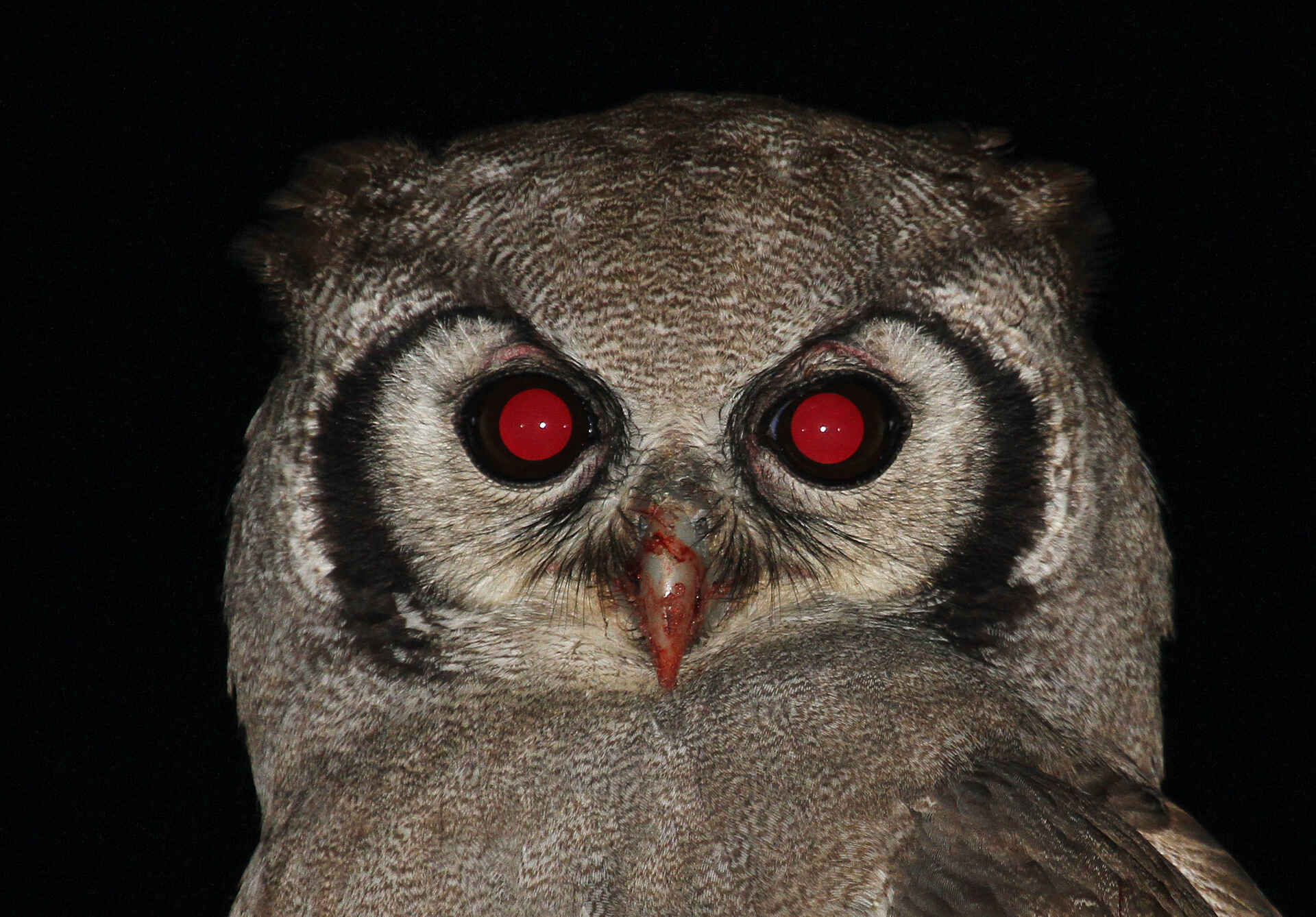 Hwange, Hwange National Park, Imvelo, Imvelo Safari Lodges, Nehimba Lodge, Nacht, Tiere, Vögel, Afrikarma, Afrikarma Safaris, Afrikarma Safaris - Wildnis. Hautnah., Afrikarma.de