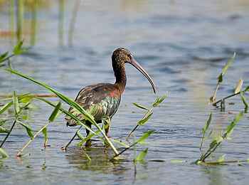 Norman Carr Safaris: Brauner Sichler