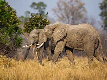 Norman Carr Safaris: Elefanten im Busch