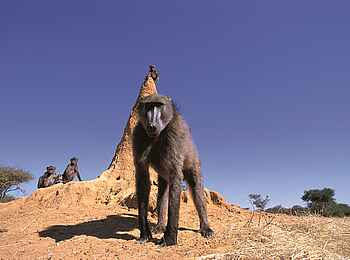 Okonjima Plains Camp: Pavian Okonjima Plains Camp: Pavian