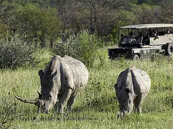 Ongava Lodge: Breitmaulnashörner Ongava Lodge: Breitmaulnashörner