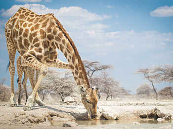 Onguma Tented Camp: Trinkende Giraffe