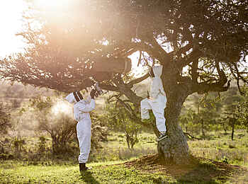 Segera Retreat: Imker ernten Honig