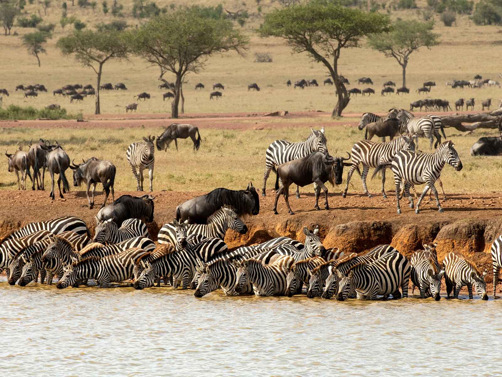 Singita Faru Faru: Gnus und Zebras am Fluss Singita Faru Faru: Gnus und Zebras am Fluss