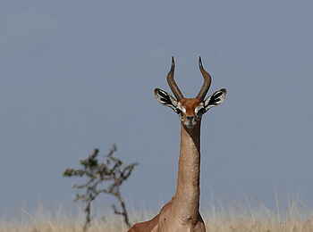 Sirikoi: Giraffengazelle