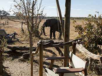 Somalisa Expeditions Camp: Ein Elefant im Camp