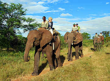 Taita Falcon Lodge: Elefantensafari Taita Falcon Lodge: Elefantensafari