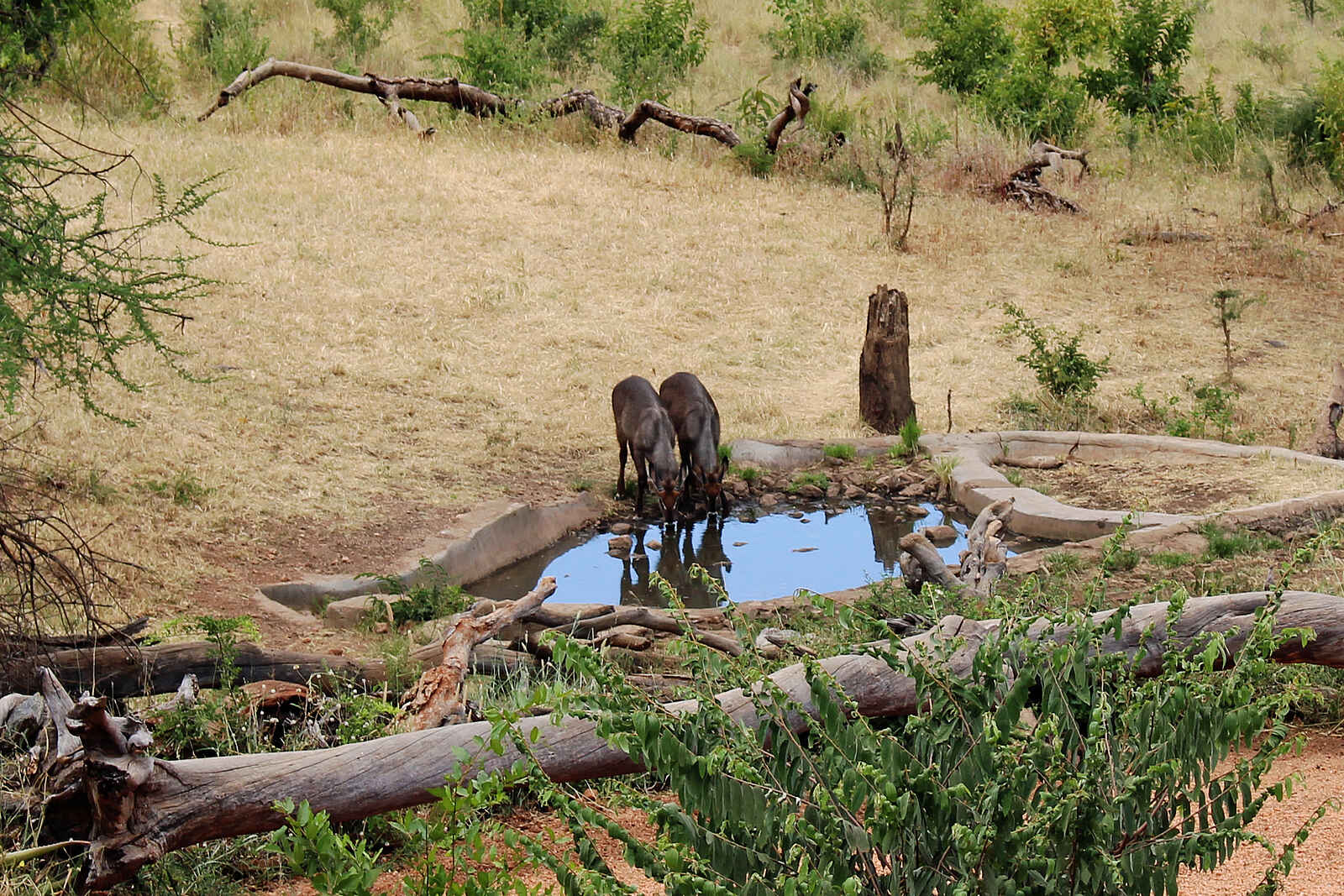 Tarangire Treetops: Wasserloch 3 Tarangire Treetops: Wasserloch 3