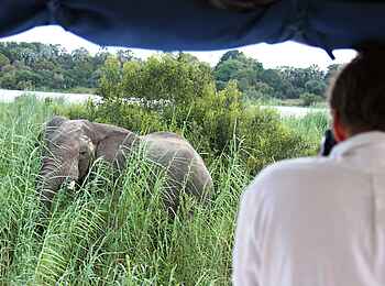 Zambezi Sands: Elefant am Flussufer
