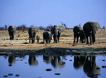 Kavinga Safari Camp: Elefanten am Wasserloch Kavinga Safari Camp: Elefanten am Wasserloch