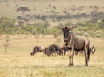 Mara Nyika Camp: Rastendes Gnu