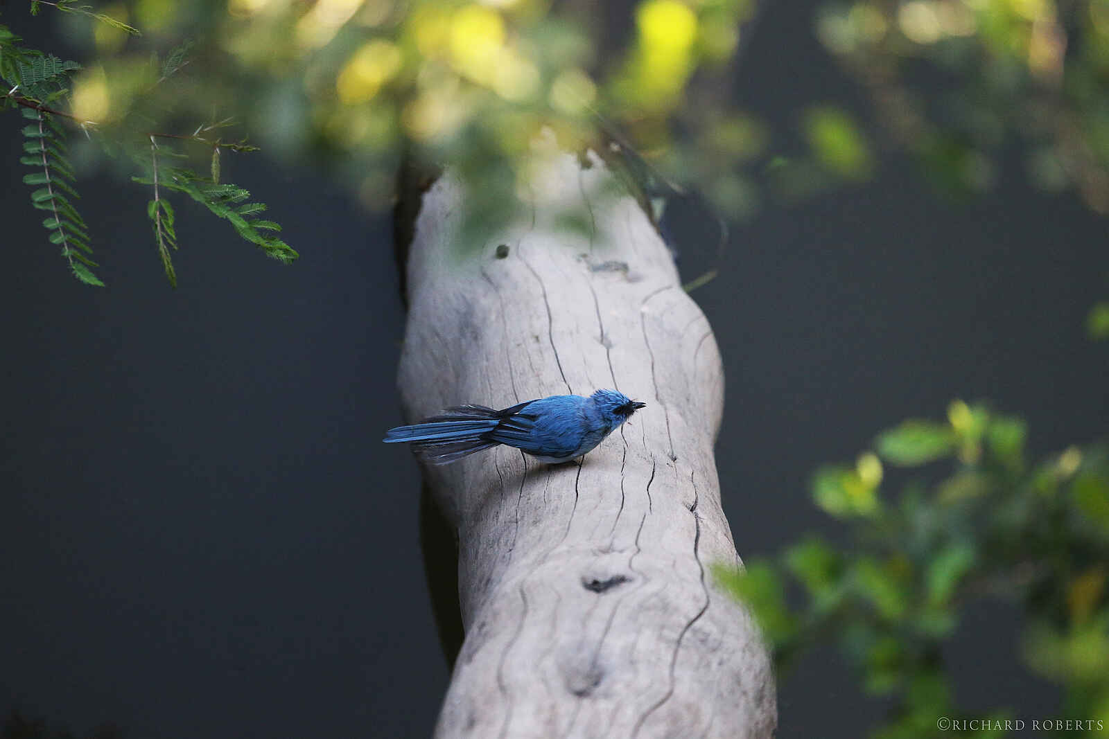 Richards River Camp: African Blue Flycatcher Richards River Camp: African Blue Flycatcher
