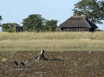 Camp Hwange: Nilpferd im Wasserloch vor dem Camp