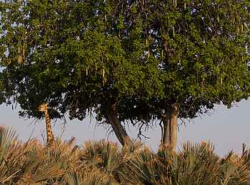Camp Tawana: Giraffe Camp Tawana: Giraffe