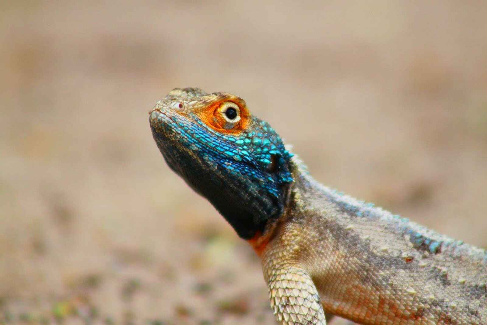 Dinaka Lodge: Wüstenechse Dinaka Lodge: Wüstenechse