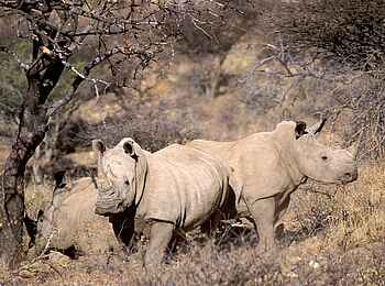 GocheGanas: Nashörner