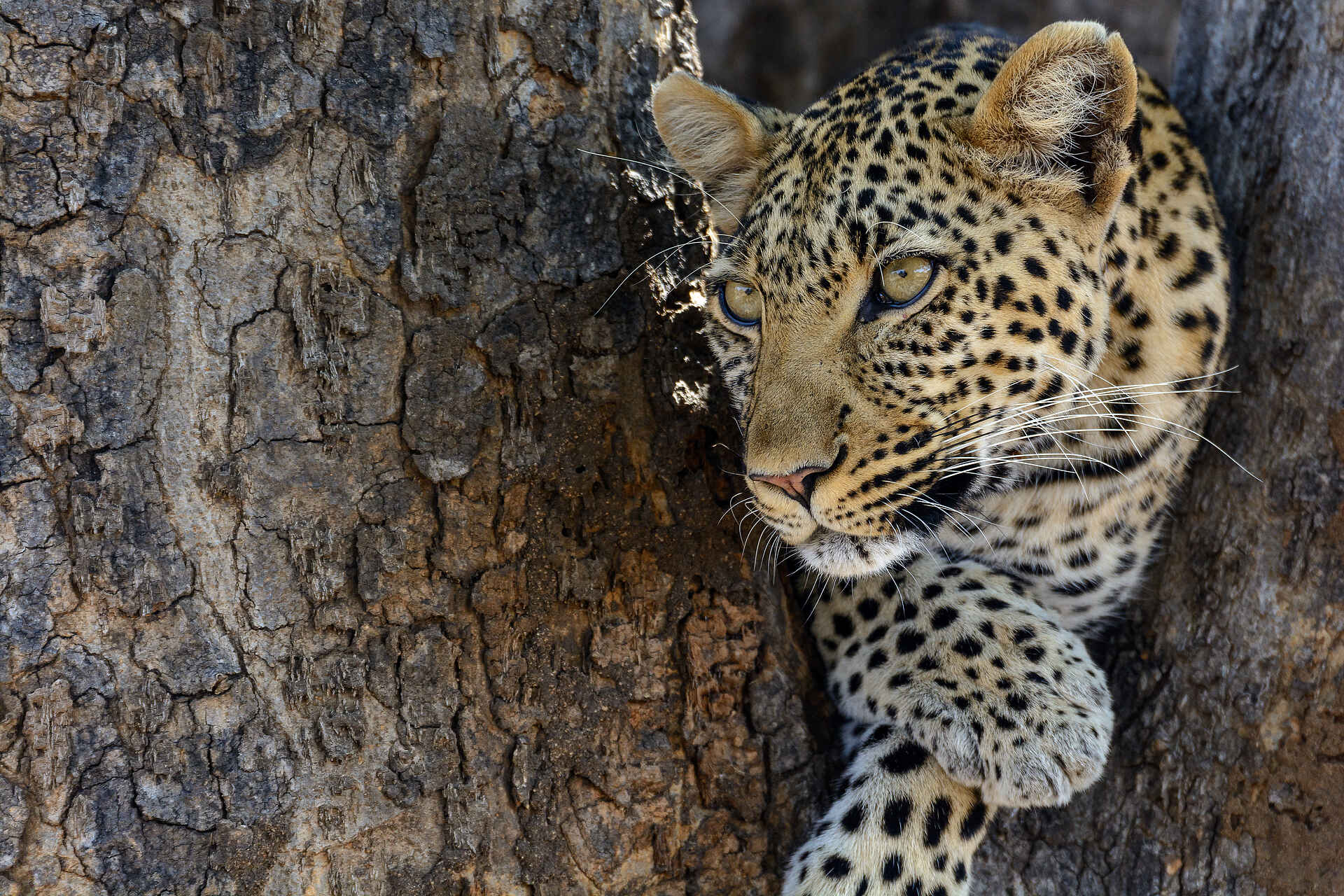 Jabali Ridge Camp: Allzeit bereit. Ein Leopard auf der Pirsch Jabali Ridge Camp: Allzeit bereit. Ein Leopard auf der Pirsch