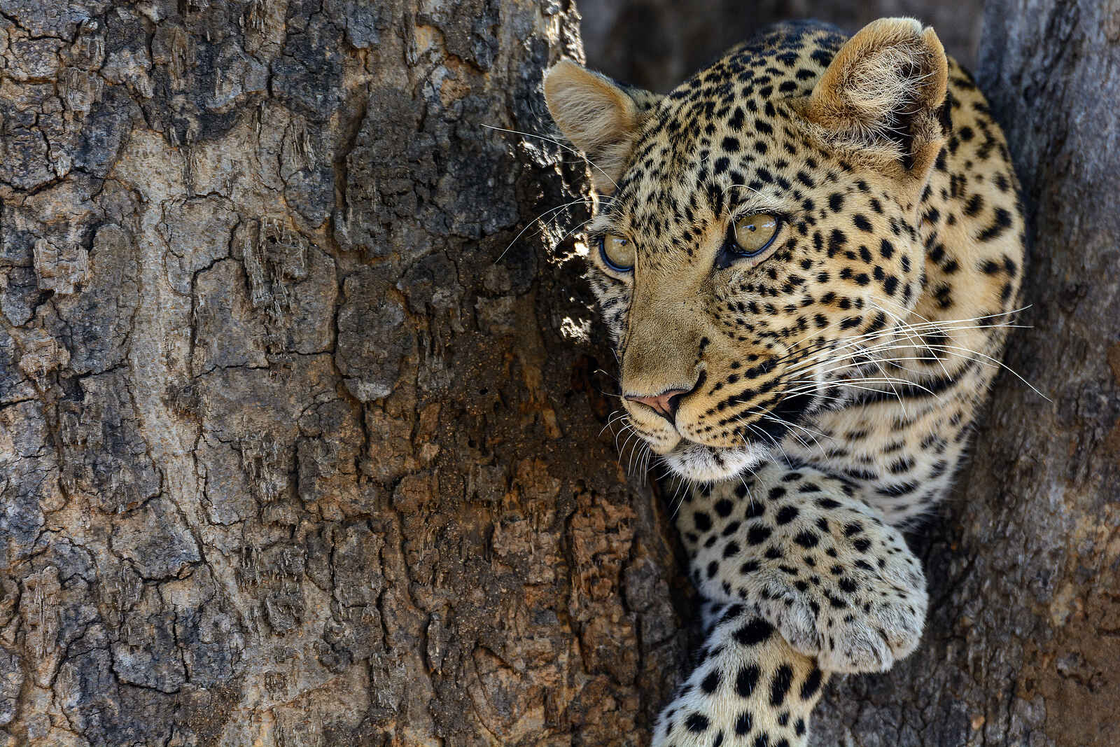 Jabali Ridge Camp: Allzeit bereit. Ein Leopard auf der Pirsch Jabali Ridge Camp: Allzeit bereit. Ein Leopard auf der Pirsch