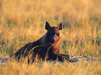 Jack's Camp: Schabrackenhyäne