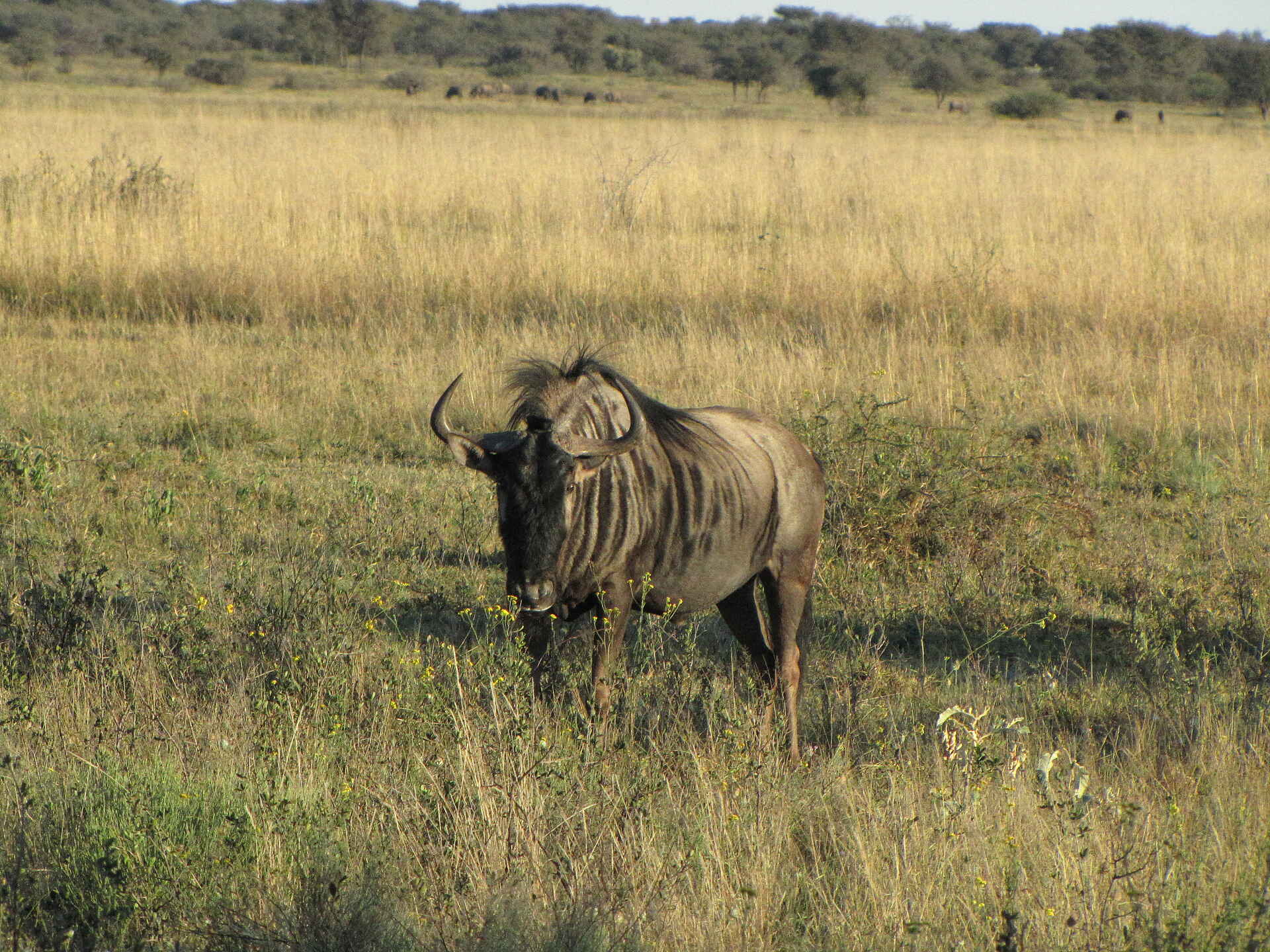 Khama Rhino Sanctuary: Streifengnu Breitmaulnashorn, Kalahari, Khama Rhino Sanctuary, Khama Rhino Sanctuary Trust, Save the Rhino, Serowe, Serwe Pan, Spitzmaulnashorn, Gnu, Streifengnu, A14