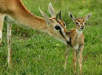 Legendary Nyasi Tented Camp: Thomson Gazelle mit Jungtier