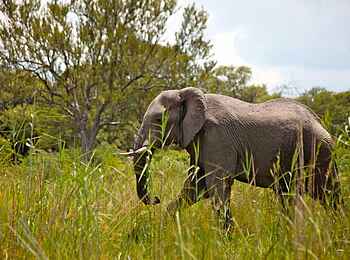Lianshulu Lodge: Elefant Lianshulu Lodge: Elefant