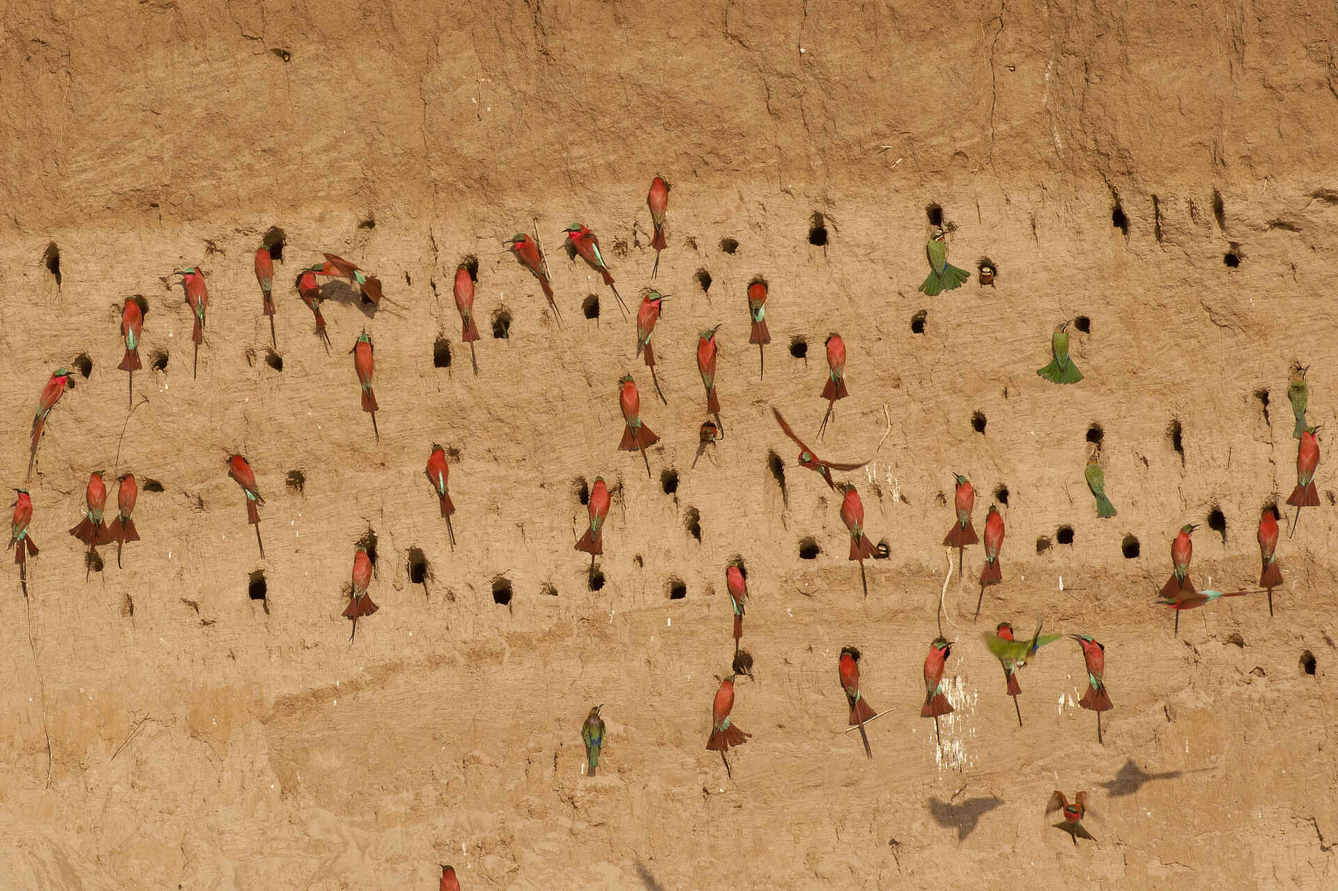 Africa, Emerald Season, Green Season, Luangwa River Camp, River Journeys, Sambia, Walking Safari, Robin Pope Safaris, South Luangwa, Zambia, Flussufer, Karminspint, Karminspint-Kolonie, Afrikarma, Afrikarma.de, Robin Pope