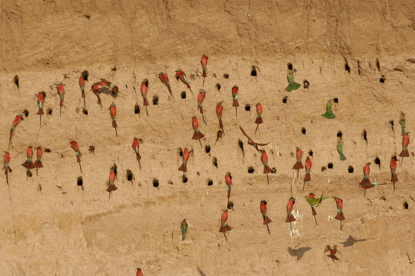 Luangwa River Camp: Karminspinte Luangwa River Camp: Karminspinte